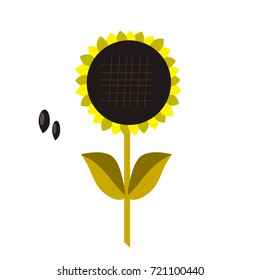 Sunflower. Vector illustration.