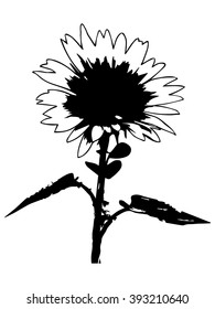 Sunflower, Vector Illustration EPS 10.