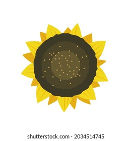 Girasol. Ilustración vectorial de una flor. Ilustración vectorial plana aislada en fondo blanco.