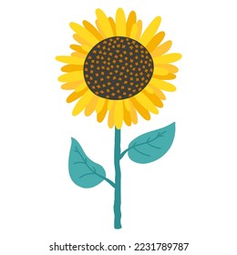 Sunflower. Vector illustration of a flower in a simple cartoon hand drawn style. Isolate on a white background