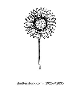 Sunflower, vector illustration, hand drawing, sketch