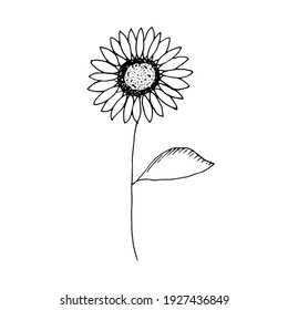 Sunflower, vector illustration, hand drawing