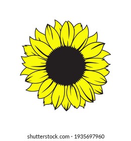 Sunflower vector illustration. Hand drawn sunflower.