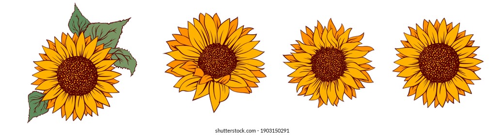 Sunflower vector illustration. Sunflower isolated. Botanical floral illustration. Yellow summer flower

