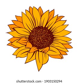 Sunflower vector illustration. Sunflower isolated. Botanical floral illustration. Yellow summer flower

