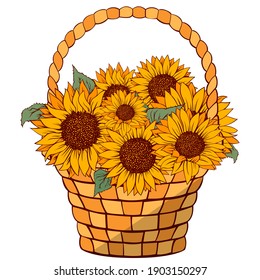 Sunflower vector illustration. Sunflower isolated. Botanical floral illustration. Yellow summer flower

