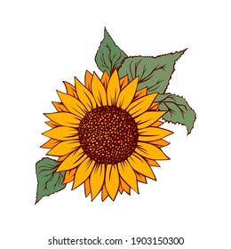 Sunflower vector illustration. Sunflower isolated. Botanical floral illustration. Yellow summer flower

