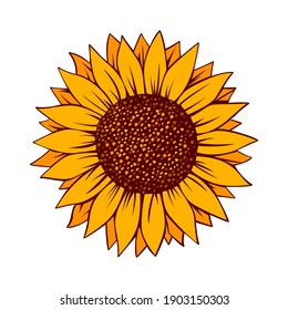 Sunflower vector illustration. Sunflower isolated. Botanical floral illustration. Yellow summer flower

