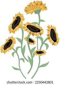 Ilustración vectorial de girasol. El girasol aislado. Ilustración floral botánica. Aceite de flores de verano amarillo