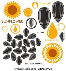 Sunflower. Vector illustration. Isolated flowers on white background