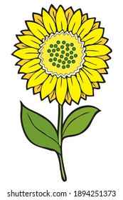 ilustración del vector de girasol,
aislado en fondo blanco.Vista superior