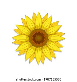 Sunflower vector illustration isolated on white background, design element for print, greeting card, t-shirt, packaging