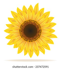 sunflower vector illustration isolated on white background