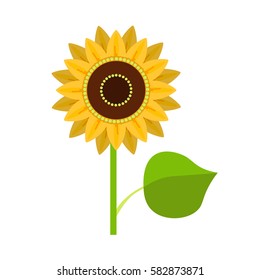 Sunflower vector illustration isolated on white background