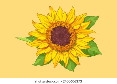 Sunflower in vector. Vector illustration of a sunflower with leaves. Sunflower oil design concept. Promotional poster for a farm or store. Growing seeds. Vibrant hand drawing