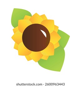 sunflower vector illustration on the white background