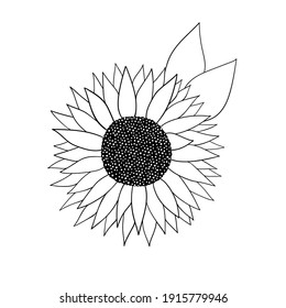 Sunflower. Vector illustration. Outline illustration isolated on a white background. Good for posters, t shirts, postcards.