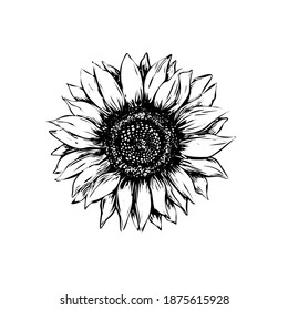 Sunflower vector illustration in sketch style. Black outline on a white background. Hand drawing.