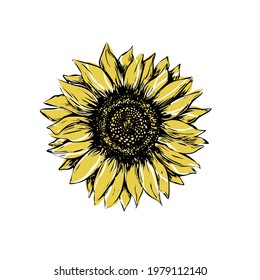 Sunflower vector illustration in sketch style. Black and yellow outline on a white background. Hand drawing.
