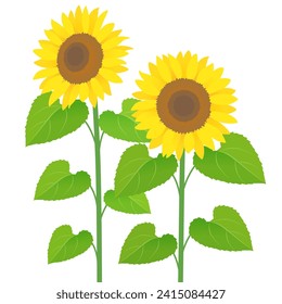 Ilustración vectorial del girasol flores de verano