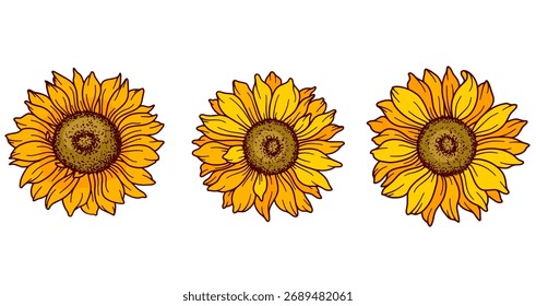 Sonnenblumen-Vektorgrafik. Sonnenblumen einzeln. Botanische Blumengrafik. Gelbe Sommerblume
