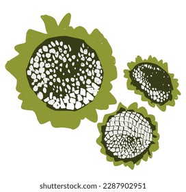 Sunflower vector illustration. White and graphic logo, hand drawn icon for packaging, decor. 
