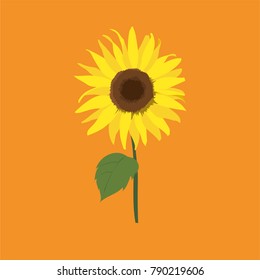 sunflower vector image