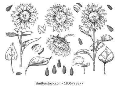 Sunflower vector. Isolated grain seed, stem, blossom sunflower bud, leaf and flower illustration. Sketched helianthus outline floral ink pen. Wildflower freehand sketch drawing on white background