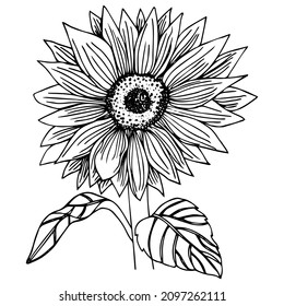 Sunflower vector. Isolated grain seed, stem, blossom sunflower bud, leaf and flower illustration. Sketched helianthus outline floral ink pen. Wildflower freehand sketch drawing on white background