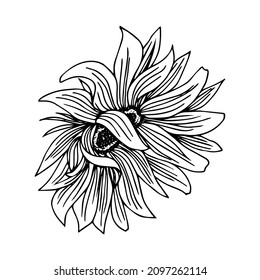 Sunflower vector. Isolated grain seed, stem, blossom sunflower bud, leaf and flower illustration. Sketched helianthus outline floral ink pen. Wildflower freehand sketch drawing on white background
