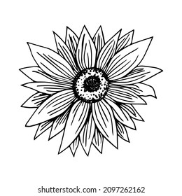 Sunflower vector. Isolated grain seed, stem, blossom sunflower bud, leaf and flower illustration. Sketched helianthus outline floral ink pen. Wildflower freehand sketch drawing on white background