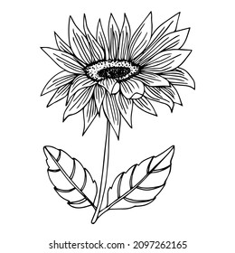 Sunflower vector. Isolated grain seed, stem, blossom sunflower bud, leaf and flower illustration. Sketched helianthus outline floral ink pen. Wildflower freehand sketch drawing on white background