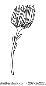 Vector de girasol. Semilla de grano aislada, tallo, brote de girasol, hoja e ilustración de flores. El helianthus esboza la pluma de tinta floral. Dibujo de sketch de flor silvestre con fondo blanco