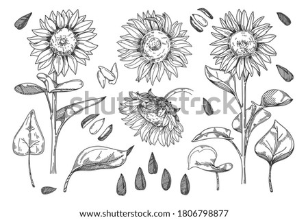 Similar – Image, Stock Photo sunflower blossom