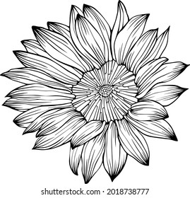 Sunflower vector isolated on white. Hand drawn line illustration. Eps 10. Ink art