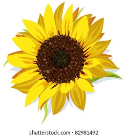 sunflower vector isolated on white background