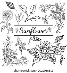 Sunflower vector. Isolated stem, blossom sunflower bud, leaf and flower illustration. Sketched helianthus outline floral ink pen. Black and white design elements.