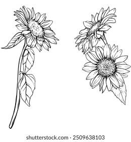 Sunflower Vector Line illustration. Flower arrangement Sunflowers in line art style. Floral Line Art. Botanical sketch painted by black inks. Hand Drawn outline of Bouquet Graphics