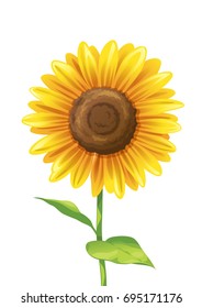 Sunflower vector on white ground
