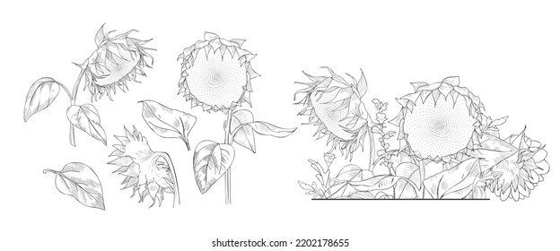 Sunflower vector set. Floral design element.
Realistic hand drawn sunflowers.
Freehand contour drawing of wildflowers.