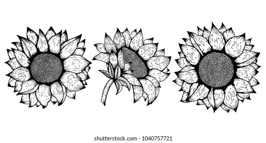 Sunflower. Vector set of hand drawn sunflowers and leaves isolated on white background.