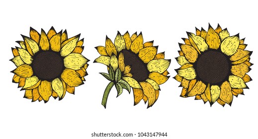 Sunflower. Vector set of hand drawn sunflowers and leaves isolated on white background.