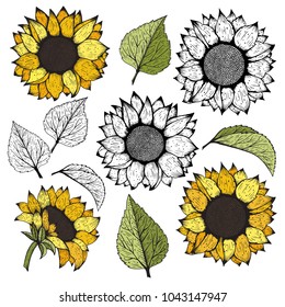 Sunflower. Vector set of hand drawn sunflowers and leaves isolated on white background.