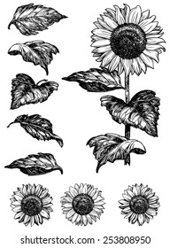 Sunflower. Vector set of hand drawn sunflowers and leaves isolated on white background at retro style