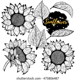 Sunflower. Vector set of hand drawn sunflowers and leaves isolated on white background.