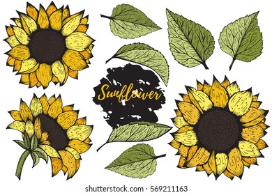 Sunflower. Vector set of hand drawn sunflowers and leaves isolated on white background