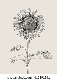 Sunflower. Vector set of hand drawn sunflowers and leaves , vintage style. 