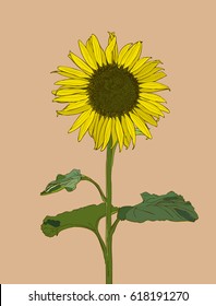 Sunflower. Vector set of hand drawn sunflowers and leaves , vintage style. 