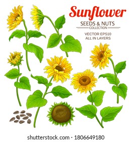 vector de girasol conjunto en fondo blanco