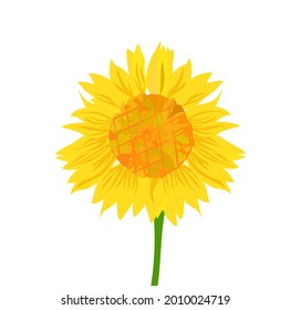 Ilustración del vector del girasol. Las flores amarillas se acercan. Aislado sobre un fondo blanco.
